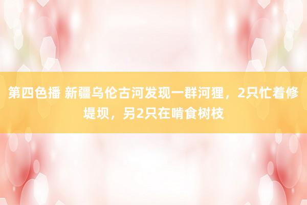 第四色播 新疆乌伦古河发现一群河狸，2只忙着修堤坝，另2只在啃食树枝